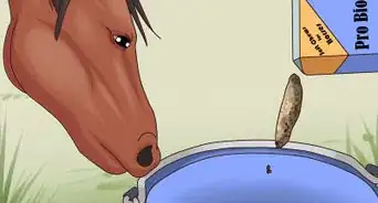 Help a Horse With Choke