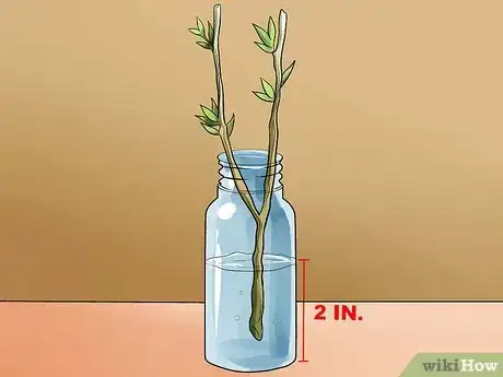 Image titled Propagate Rose of Sharon Cuttings Step 5