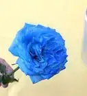 Create Blue Roses