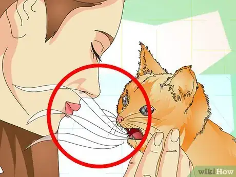 Image titled Check Your Cat's Teeth Step 3