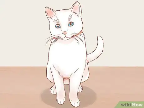 Image titled Choose a Cat Step 14