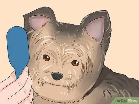 Image titled Trim a Yorkie's Face Step 12