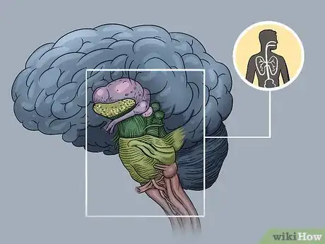 Image titled Understand the Four Main Parts of the Brain Step 7