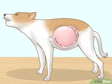 Image titled Increase Appetite in Dogs Step 12