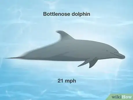 Image titled Why Do Dolphins Follow Boats Step 8