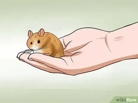 Image titled Handle a Hamster Without Being Bitten Step 15