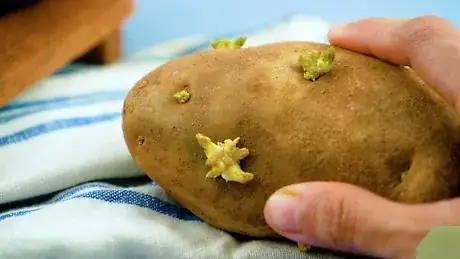 Image titled Choose Potatoes Step 4