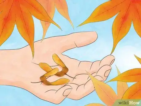Image titled Germinate Maple Tree Seeds Step 1