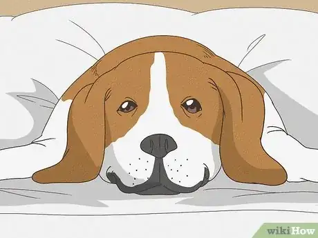 Image titled Why Do Dogs Sigh Step 1