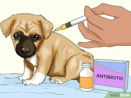 Image titled Handle Aspiration Pneumonia in Young Puppies Step 5