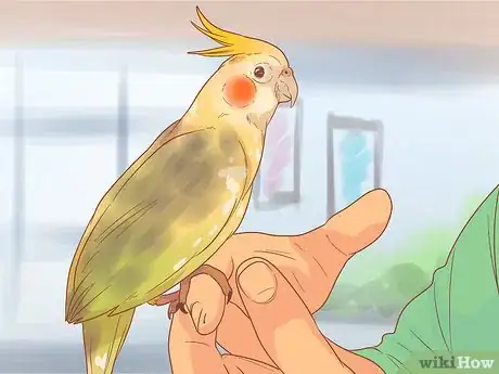 Image titled Keep Your Cockatiel Happy Step 11