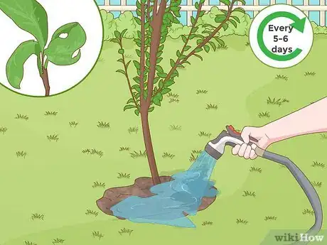 Image titled Grow a Plum Tree Step 12