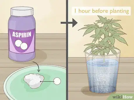 Image titled Clone a Marijuana Plant Without Rooting Hormone Step 9