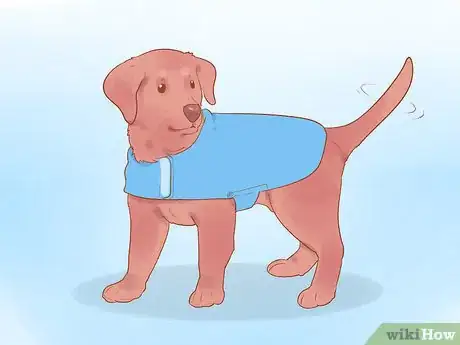 Image titled Get Your Dog Used to Wearing Clothes Step 4