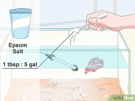 Image titled Prevent and Treat Popeye in Betta Fish Step 8