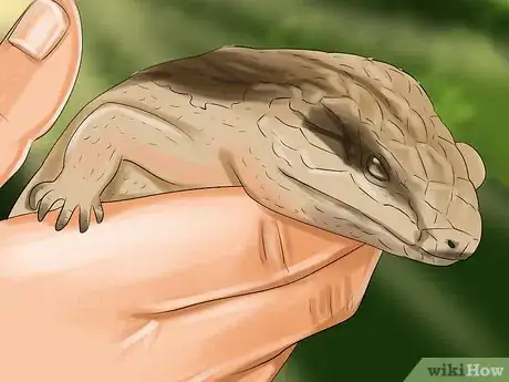 Image titled Take Care of a Five Lined Skink Step 10