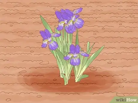 Image titled Divide Bearded Irises Step 2