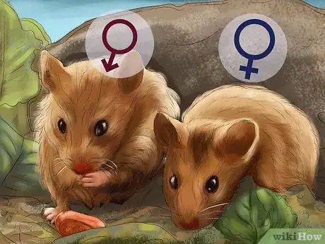 Image titled Determine the Sex of a Dwarf Hamster Step 6