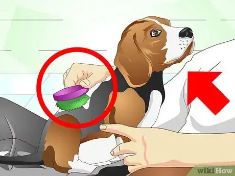 Image titled Nurse a Dog when It's Sick Step 11