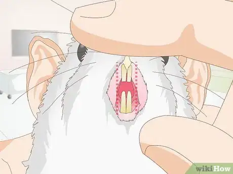 Image titled Know if Your Rat's Teeth Are Too Long Step 3