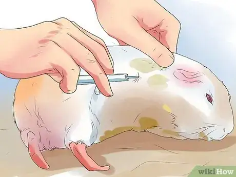 Image titled Prevent Bladder Stones in Guinea Pigs Step 12