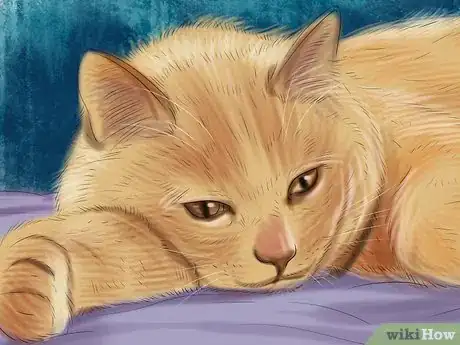 Image titled Give Gabapentin to Cats with Cancer Step 11