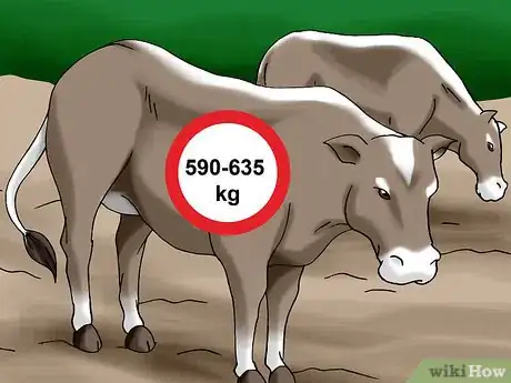Image titled Choose a Good Dairy Cow Breed Step 7