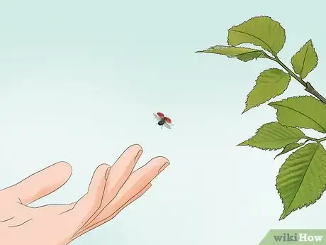 Image titled Take Care of a Ladybug Step 11