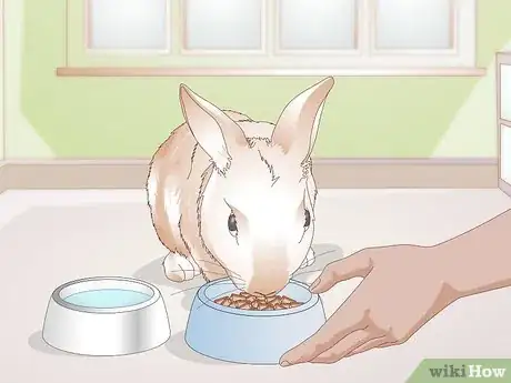 Image titled Care for Your Rabbit After Neutering or Spaying Step 4