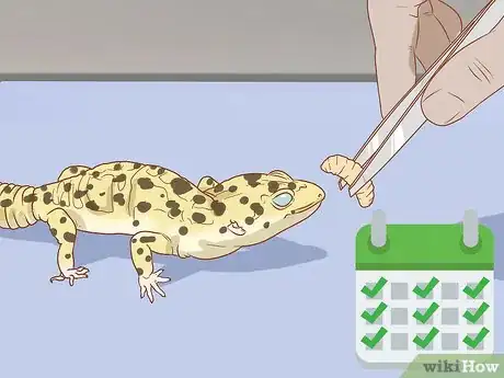 Image titled Hand Feed a Blind Leopard Gecko Step 6