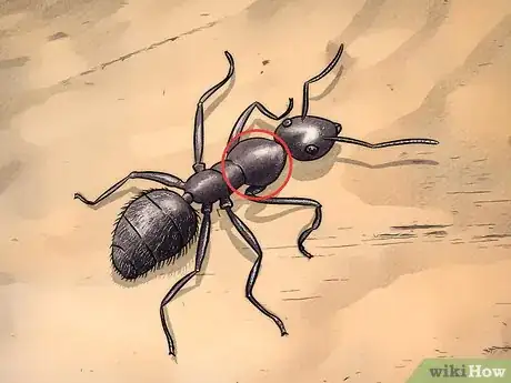 Image titled Identify Carpenter Ants Step 3