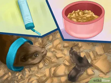 Image titled Take Care of a Hamster That is Giving Birth Step 10