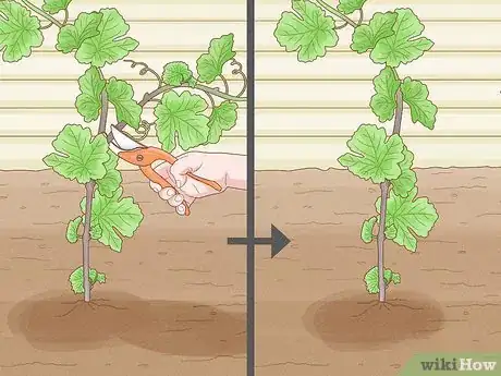 Image titled Grow Grape Vine Cuttings Step 18