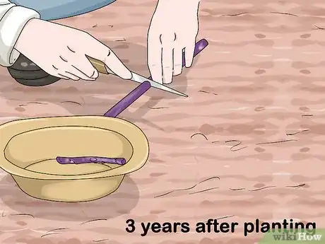 Image titled Grow Purple Asparagus Step 13