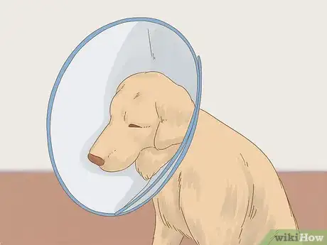 Image titled Care for a Dog After Spaying Step 11