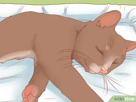 Image titled Put Your Cat to Sleep Step 5