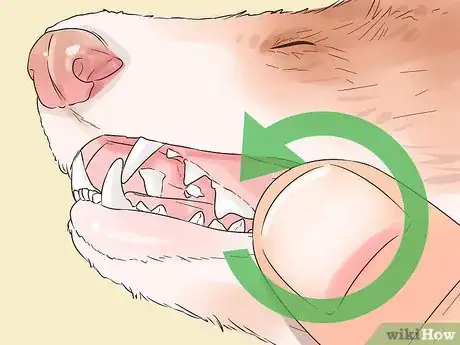 Image titled Clean a Ferret's Teeth Step 2