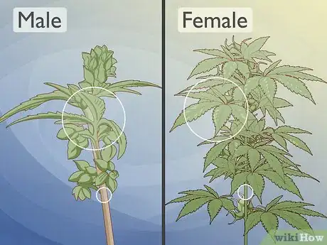 Image titled Identify Female and Male Marijuana Plants Step 1