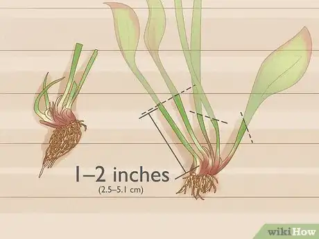 Image titled Propagate Pitcher Plants Step 12