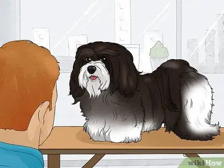 Image titled Identify a Havanese Step 6