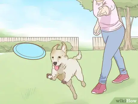 Image titled Train Your Service Dog Without a Professional Trainer Step 12