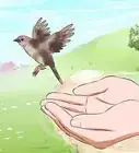 Feed a Baby Bird
