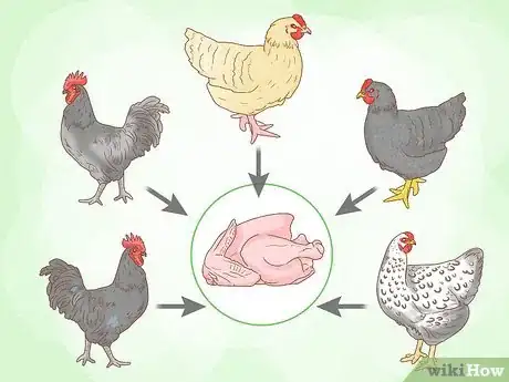 Image titled Start a Chicken Farm Step 13