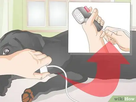Image titled Take a Dog's Blood Pressure Step 7