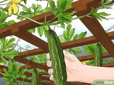 Image titled Plant Bitter Melon Step 15
