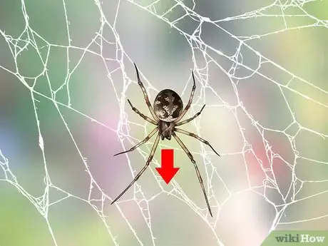 Image titled Identify a Cobweb Spider Step 7