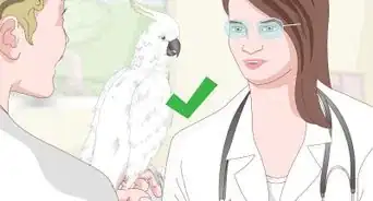 Take Care of Cockatoos