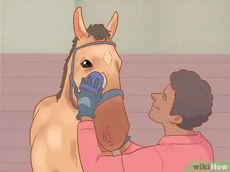 Image titled Meet a Horse for the First Time Step 8