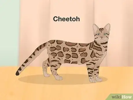 Image titled Cats That Look Like Leopards Step 4