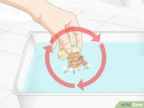 Image titled Give Your Hermit Crab a Bath Step 9